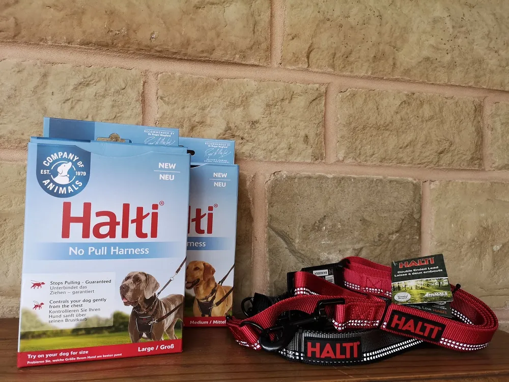 Dog wearing HALTI No-Pull Harness