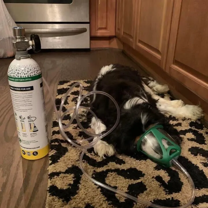 Dog with CHF receiving oxygen therapy