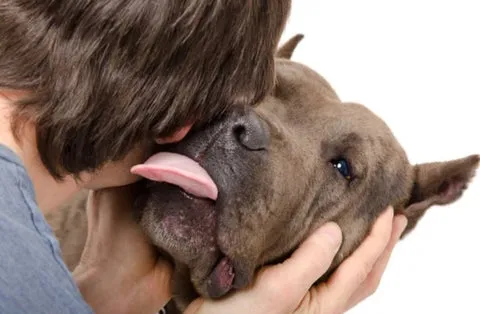 Dog with Tongue Out