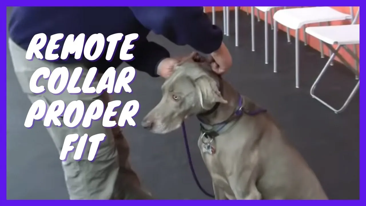 dog working level
