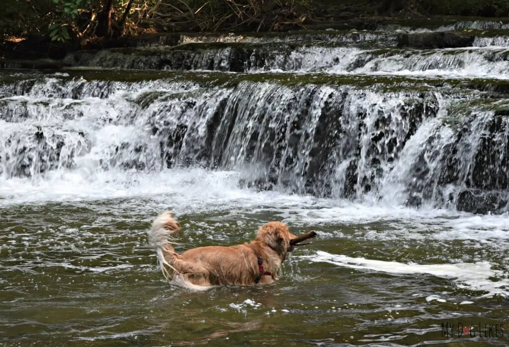Dogs at Corbett