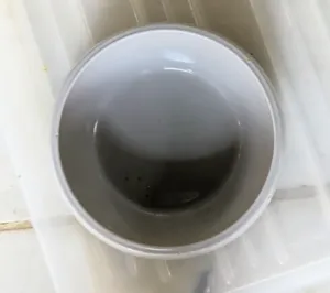 Dogs eagerly eating their homemade meals