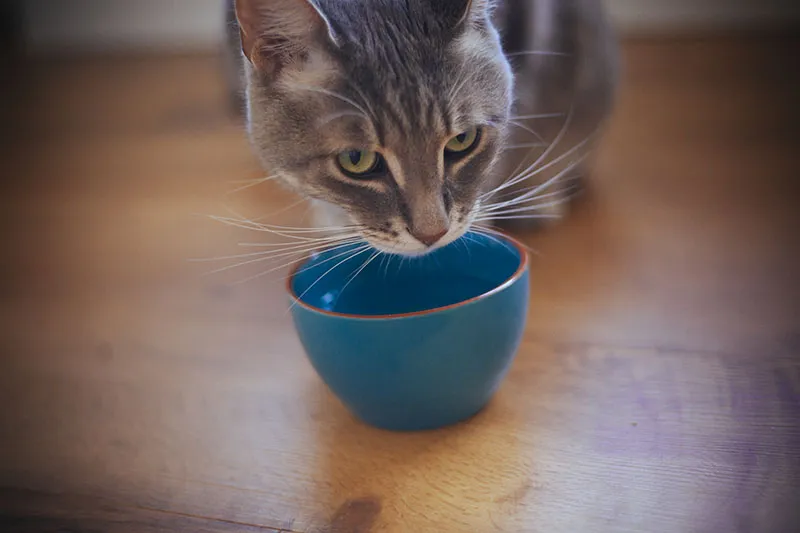 Dog's food stored in a clean container