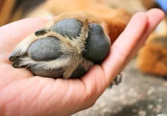 Dog's paw with a visible cut on the pad.