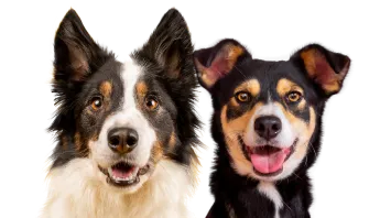 dogs