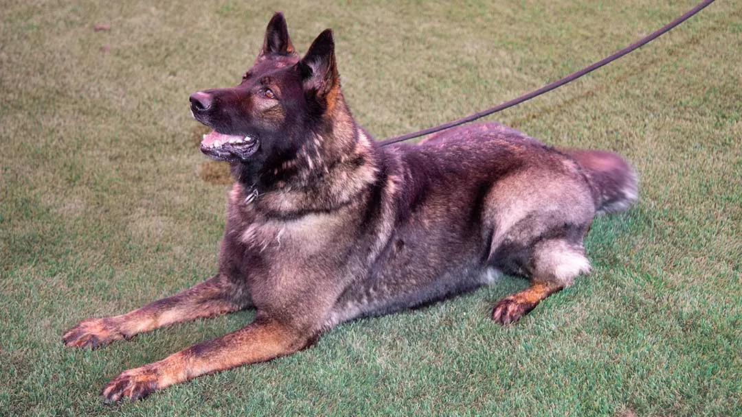 Dolce Working Line German Shepherd Dog