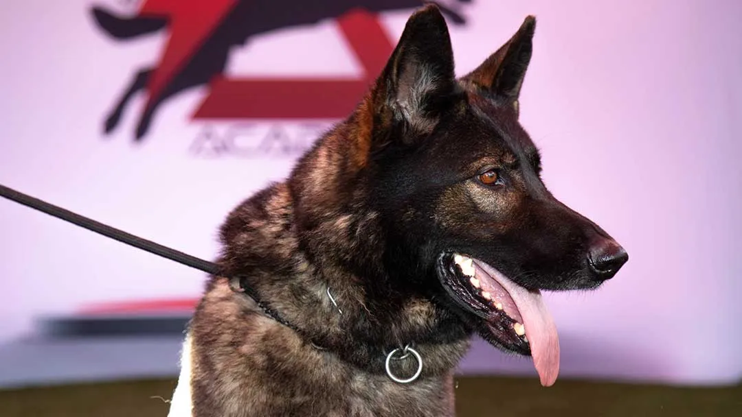 Dolce Working Line German Shepherd