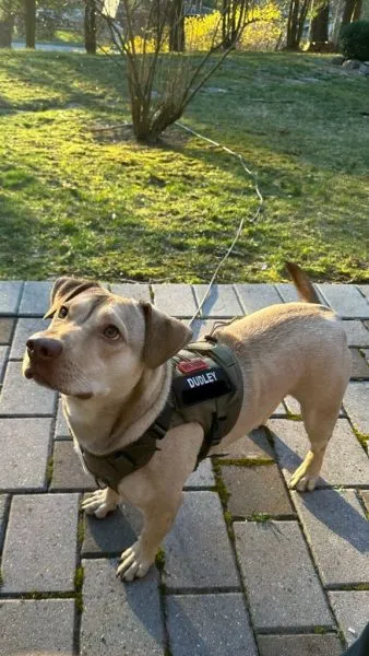 Dudley is a pitbull corgi mix, rescued from the SPCA in Briarcliff two years ago