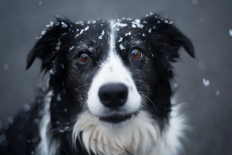Due to a high level of intelligence, border collies are often used as show dogs. They are easy to train and willing to work, which makes them great PTSD service dogs. Border Collies have a very friendly and outgoing personality, making them ideal for supporting people with mental health challenges.
