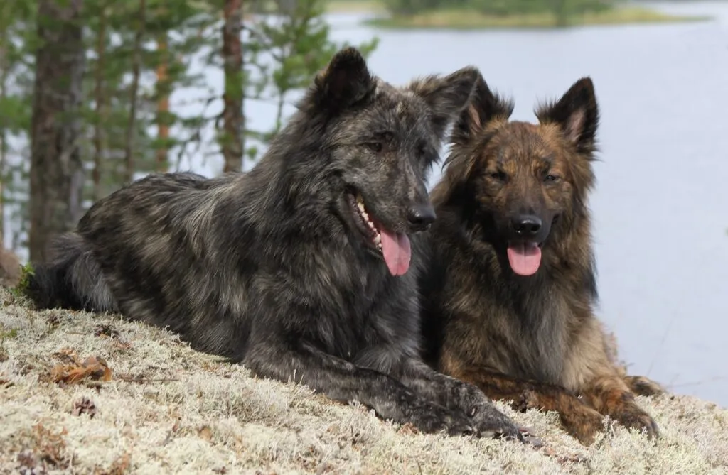 Dutch Shepherd