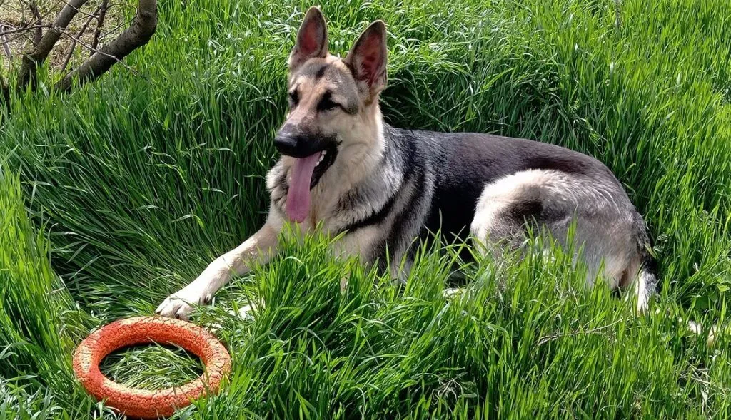 East European Shepherd