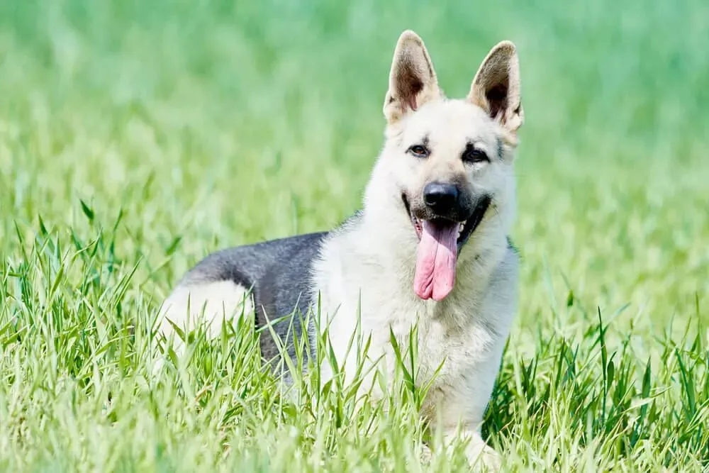 East German DDR German Shepherd with a dark, intense coat