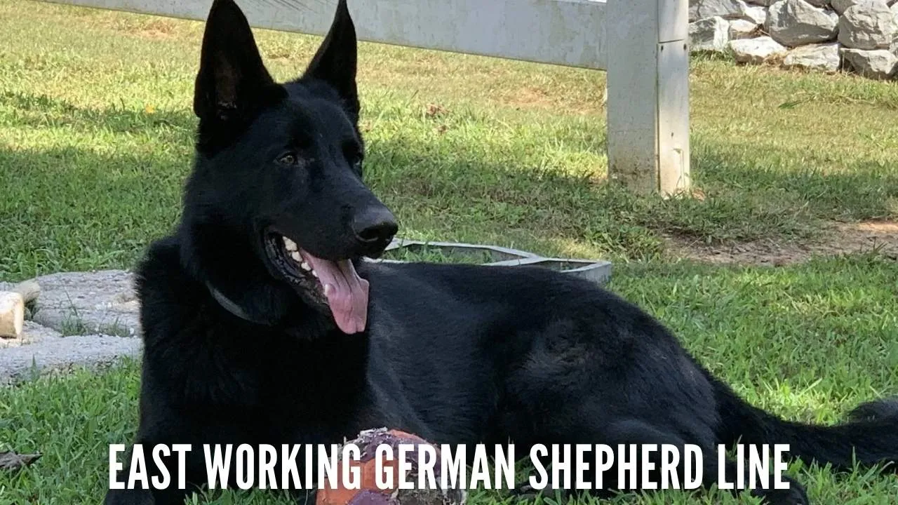 East Working Line German Shepherd dog (DDR), highlighting the strong build and protective stance typical of this type of German Shepherd.