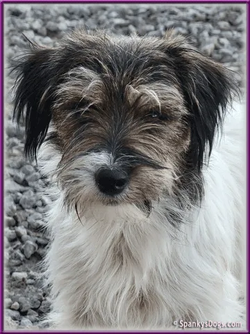 Elda - upcoming Jack Russell Terrier female
