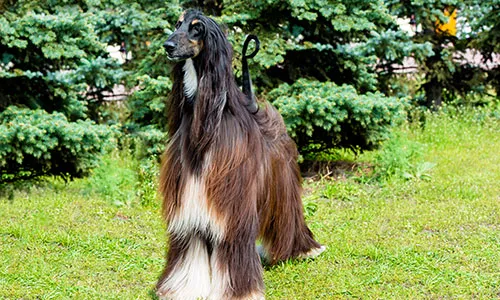 Elegant Afghan Hound with long, flowing hair, a large dog known for low shedding.