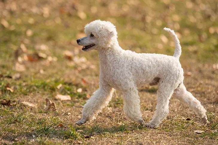 Elegant Miniature Poodle strolling gracefully through autumn grass.