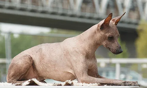 Elegant Peruvian Inca Orchid, a sighthound breed