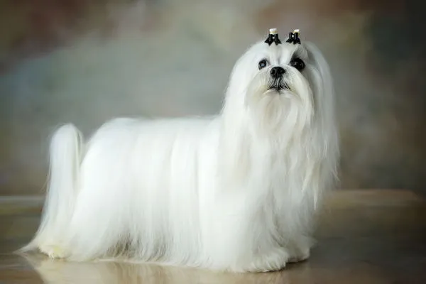 Elegant white Maltese dog with long, silky hair