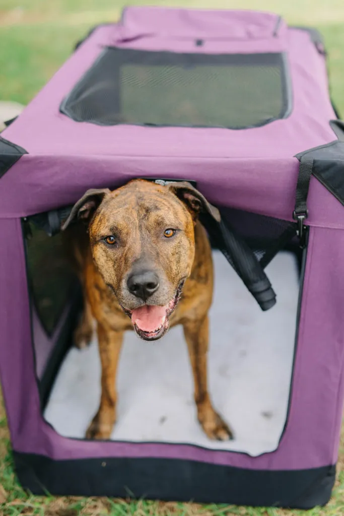 EliteField soft sided dog crate accommodating a larger dog (Diesel, Mastiff mix), highlighting spacious interior