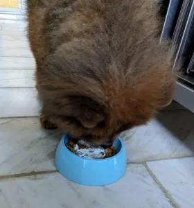 Emperor Han eagerly finishing his best home cooked dog meal, showing the enthusiastic response to fresh, prepared food.