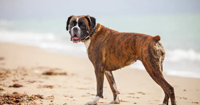 Energetic Boxer dog in a playful stance