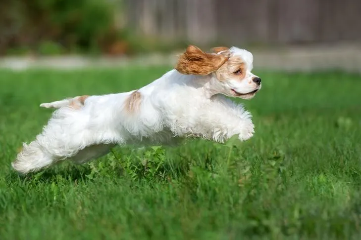 Energetic Cocker Spaniel running freely in a fenced backyard, highlighting the need for reliable recall training.