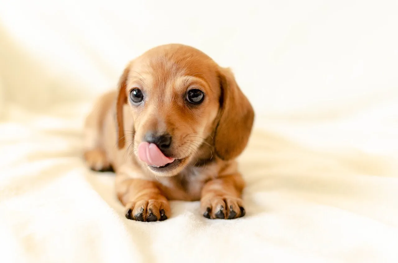 Energetic Dachshund