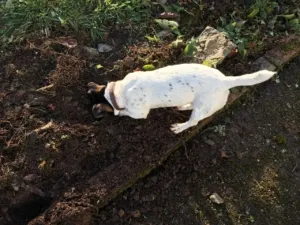 Energetic Jack Russell dog proudly standing by a "bloody big hole" dug during Exmoor farm renovations, showcasing terrier digging instincts.