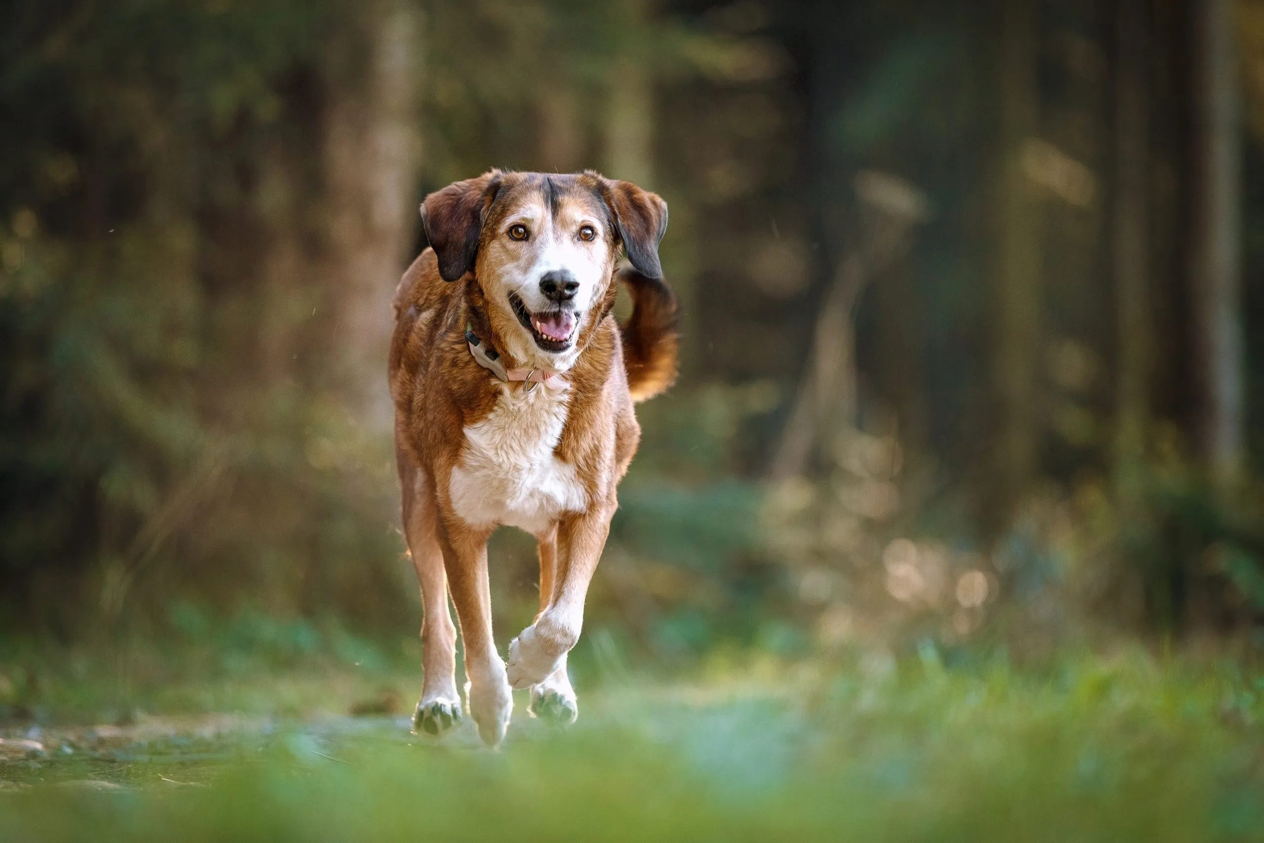 Energetic older dog running happily in a grassy field.