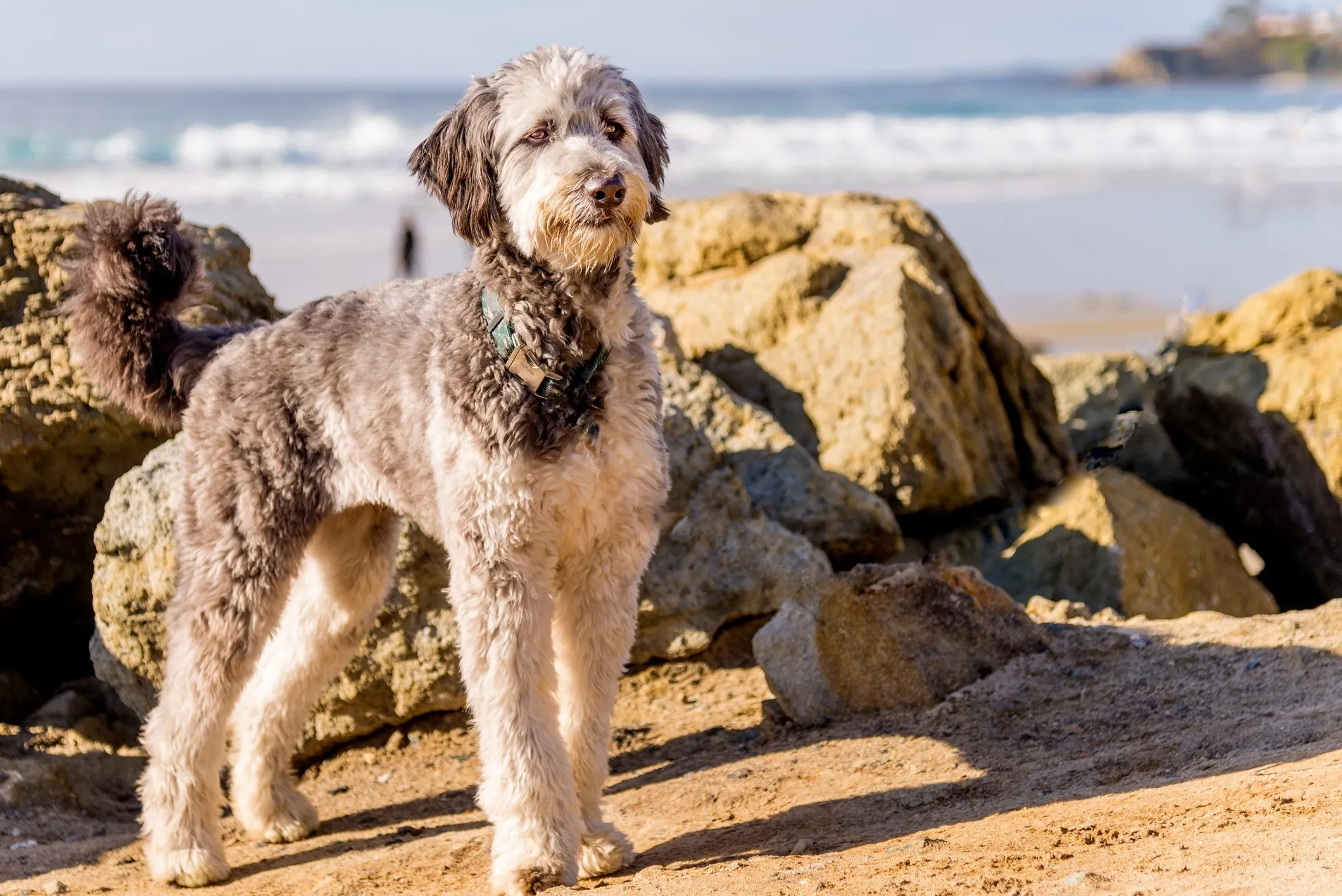 Energetic Standard Aussiedoodle dog standing on a sandy beach, enjoying the outdoors