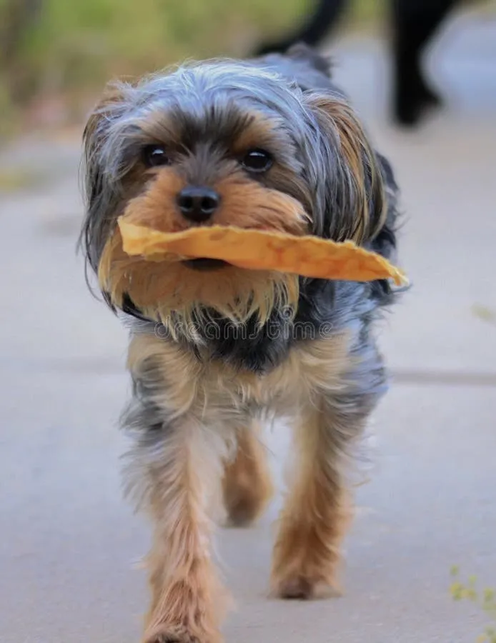 Energetic Yorkie Poo puppy running with a chew toy outdoors