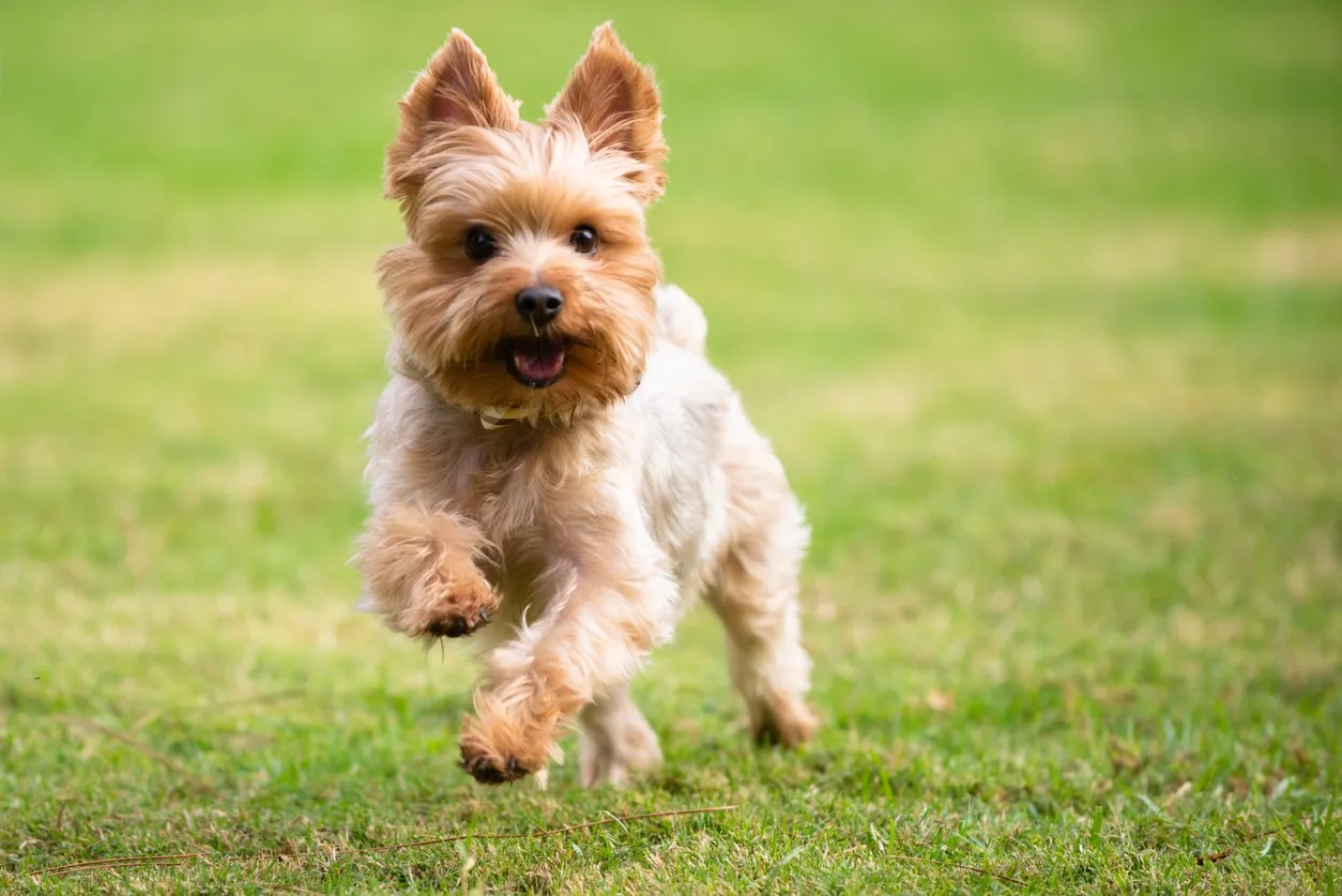 Energetic Yorkshire Terrier running through green grass outdoors