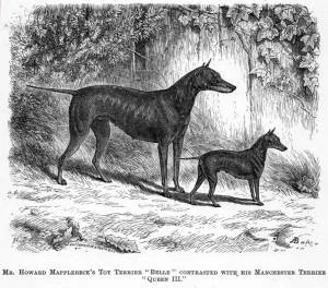 English Toy Terrier markings