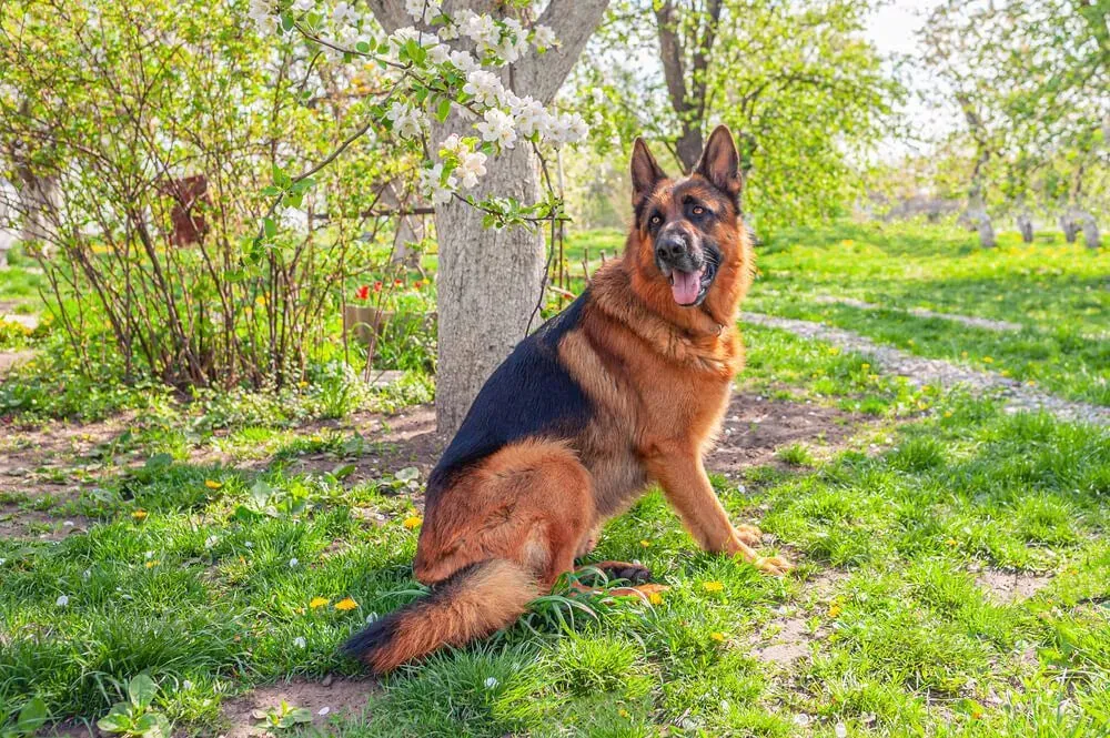 European German Shepherd with a straight back and calm expression