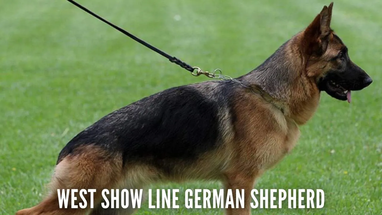 European Show Line German Shepherd dog