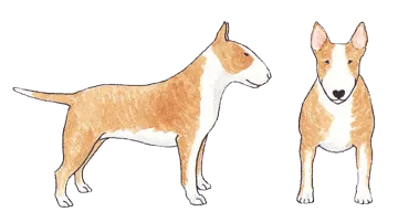Example of a white mask pattern