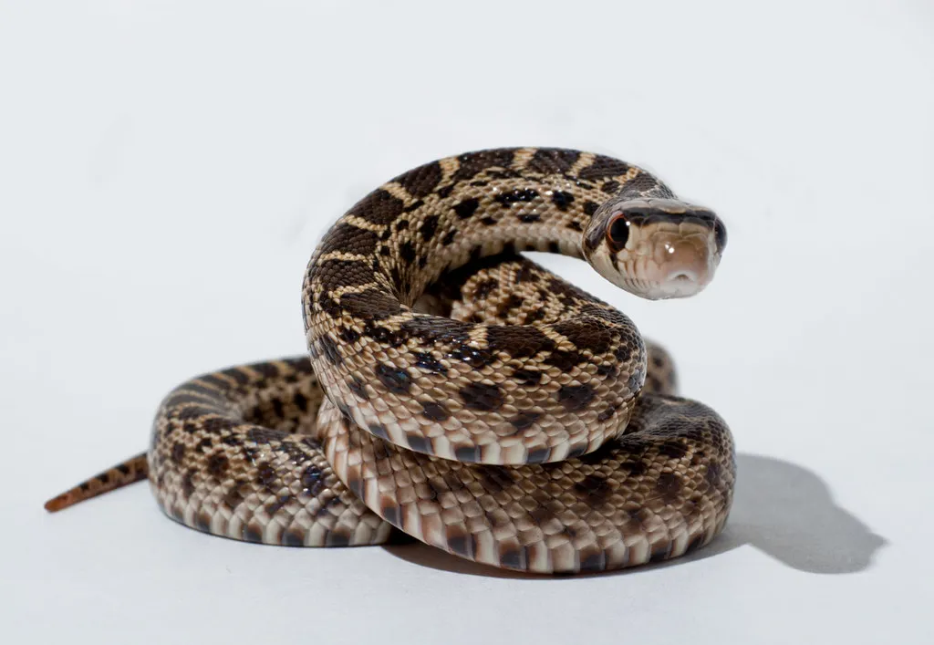 Fearful person recoiling from a snake, illustrating an anxiety response in behavior training