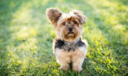 Feisty Yorkshire Terrier with its signature silky coat