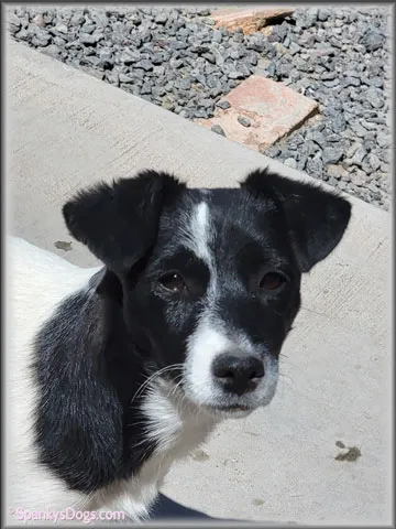 Fergie is for sale - upcoming Jack Russell Terrier female