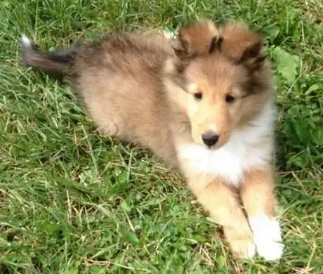 Fidji at 8 weeks old. Breeders sometimes tip and brace ears to conform to show dog standards.