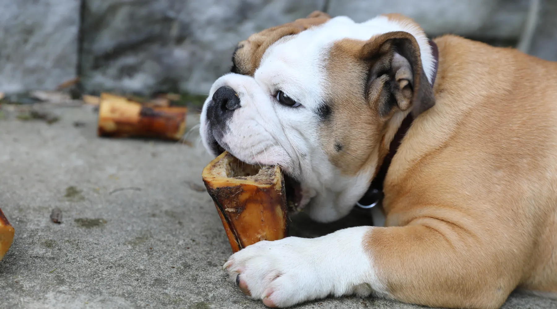 Filled Dog Bones for Medium Dogs
