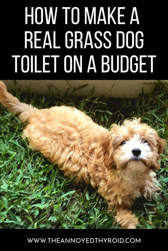 Final image of a DIY real grass dog toilet on a balcony