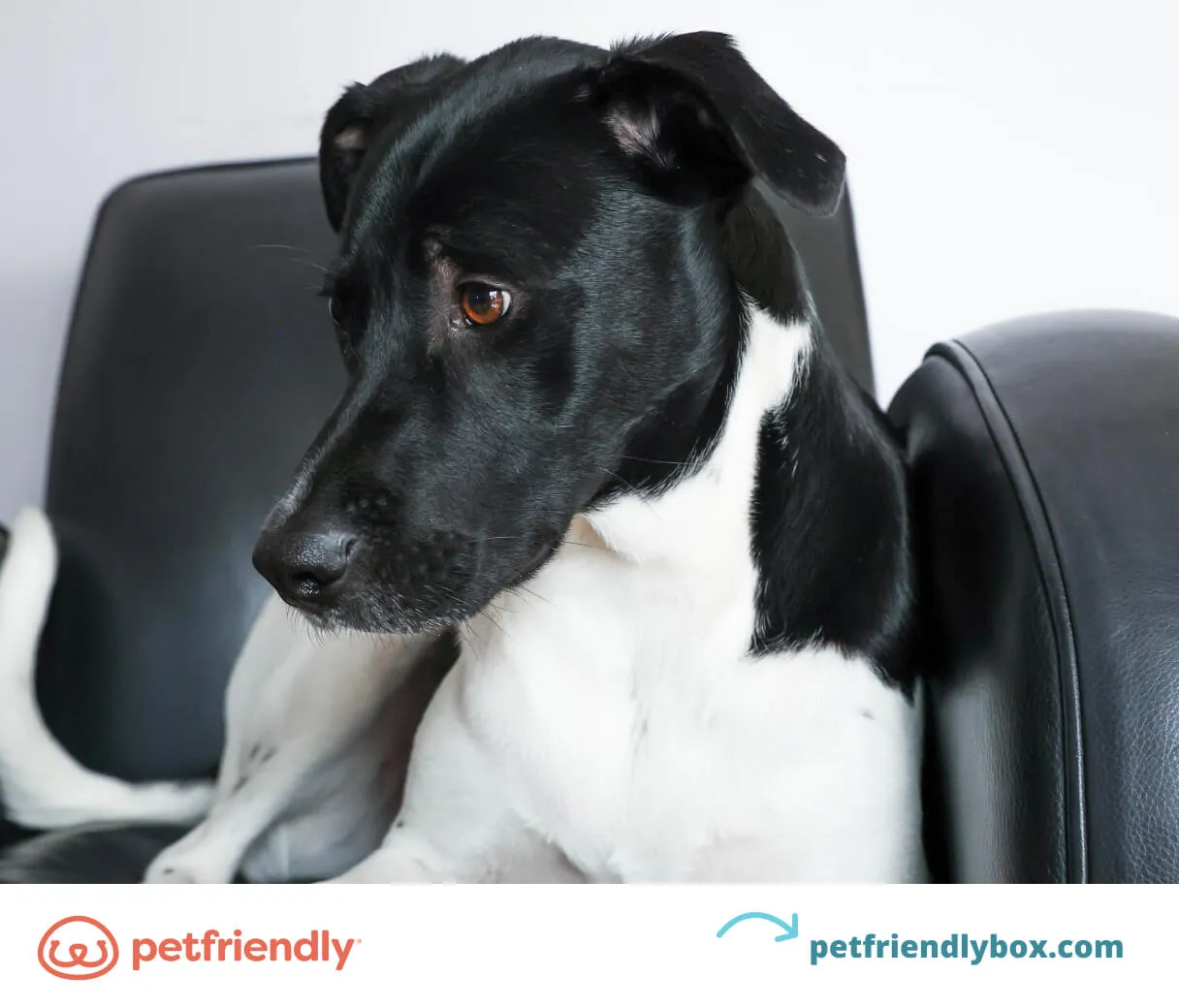 Final Tips for Dog Training