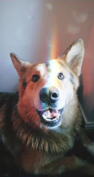 Fiona's resident pet, Hudson, a German Shepherd mix