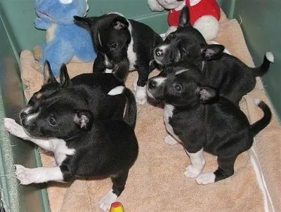 Five adorable Basenji puppies, including Hope, at 6 weeks old, clustered together in a green plastic bin