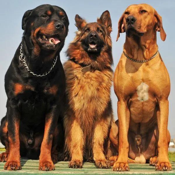 Five purebred big dogs sitting in a day of spring