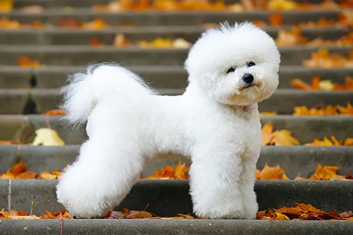 Fluffy Bichon Frise standing on a rustic stone step during autumn.