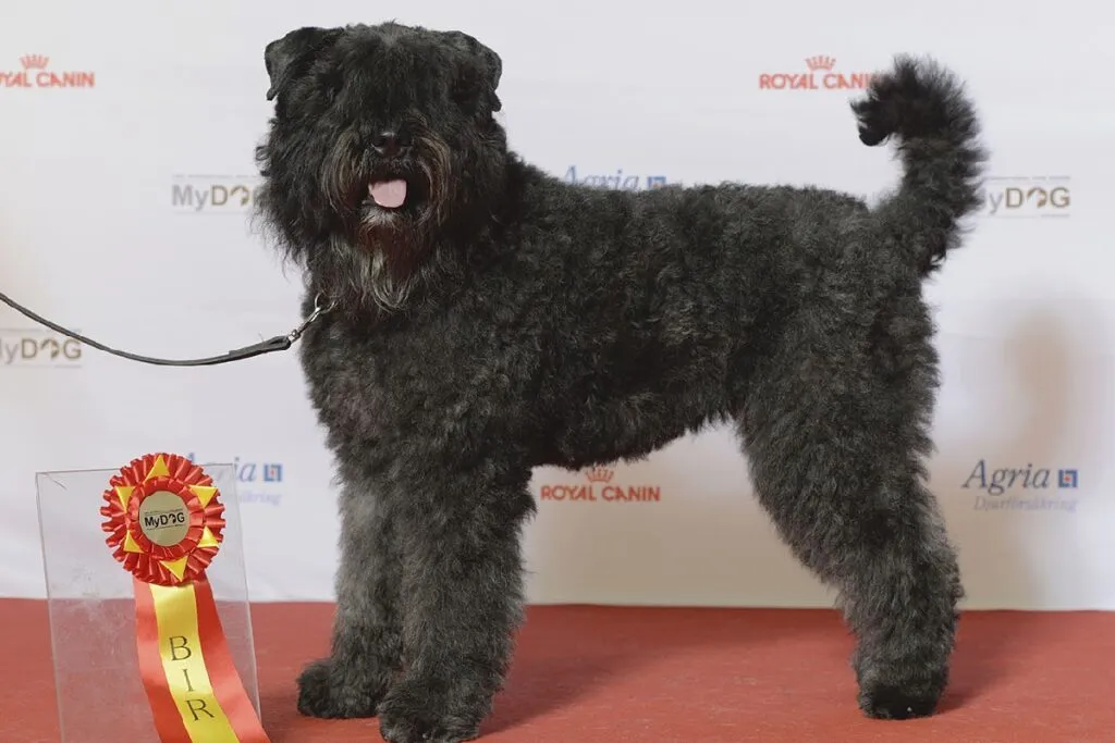 Fluffy Bouvier des Flandres standing outdoors