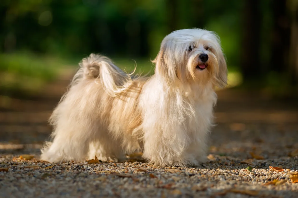 Fluffy Havanese dog with flowing hair standing outdoors