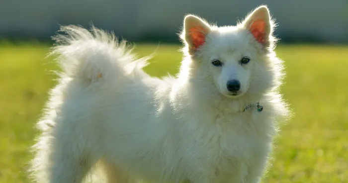 Fluffy Indian Spitz dog with alert expression